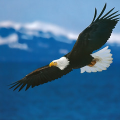 Steve Miller Band-Fly Like An Eagle (Original Le Bran House remix)