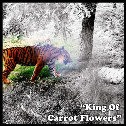 Stream King Of Carrot Flowers by GuestHouse Listen online for free on