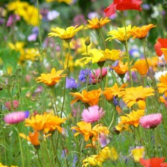 Maschinist - Sag mir wo die Blumen sind ( kurz )