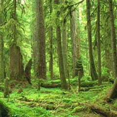 Forest Frequencies 148 New version [finished]