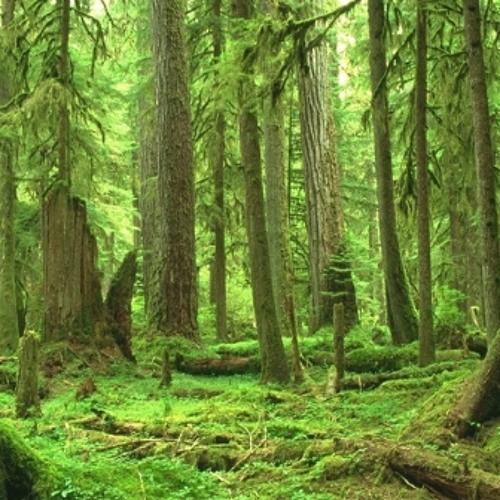 Forest Frequencies 148 New version [finished]