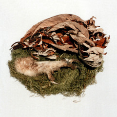 Bird By Snow - Grace