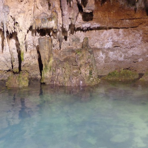 Motmot bird inside a cenote in Yucatan