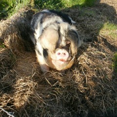 45TR4L - P165 C4N FLY (RIP Inky)