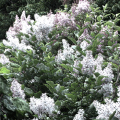 Kuh - Native Instruments