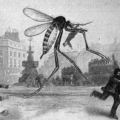 MOSQUITO DREAMS