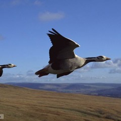 You're Only High Because You Fly So Good