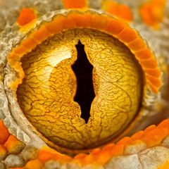 Snake Eye