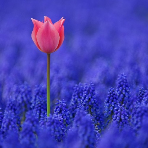 فراشة وزهرة - زكي ناصيف