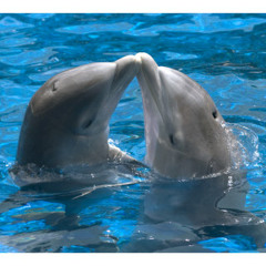 s:an - La cancion del delfin (Original Mix)