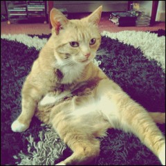 She's Gone To Hell (acoustic demo) By The Starkers