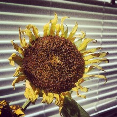 Flowers Of Dust [Demo-lition]