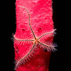 Brittlestar feat.: Grant Odom, Steve Alaniz, & Me