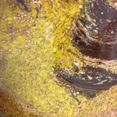 Twine String (HS Reset)