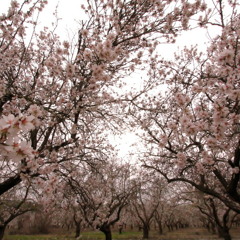To describe the almond blossom- Mahmoud Darwish