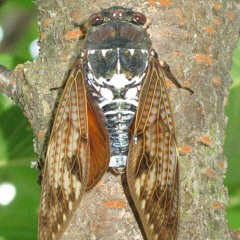 Cry of the cicada