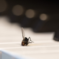 Waiter, there's a fly in my piano!