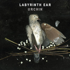 Labyrinth Ear - Urchin