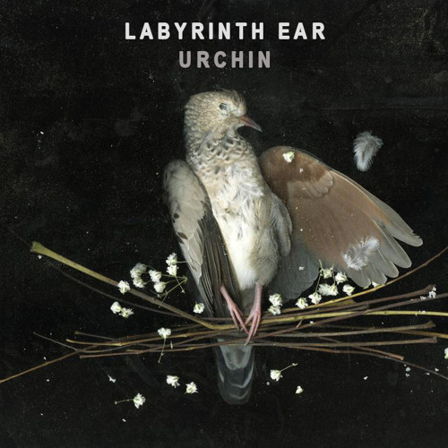 Labyrinth Ear - Urchin
