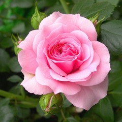 Rosie