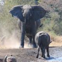 PSE Rare Animals Wrestling - Buffallo VS Elephant