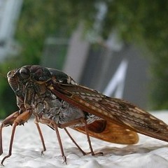 Semi (せみ) Up Close - Famous Japanese bugs.