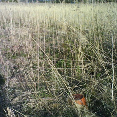 Spring sign