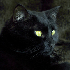 La llamada del la magia negra