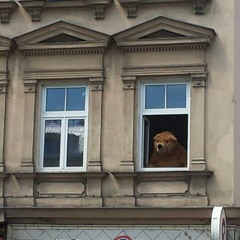 Der einsame Fensterbaer