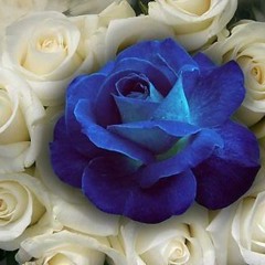 Sometimes Love Just Ain't Enough - มาลีวัลย์ เจมีน่า