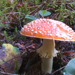 It's your Life 4-27-12 by The Mellow Establishment (rehearsal)