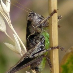 Leafcutter John SWEEPSTAKE