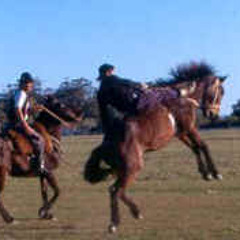The Strawberry Roan - Michael Ray Wilhelm