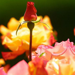 ساز و آوازش دشتستانی - محمدرضا شجریان