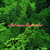 Artwork for Musikari - Hujan Tropis