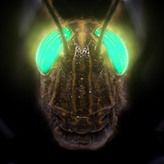 GrassHoppa - Tribulation