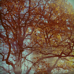 Fabi - Madonna La Isla Bonita a capella