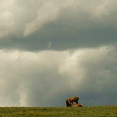 Bury Me Not On The Lone Prarie