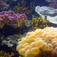 Sometimes - Anna Hetherington