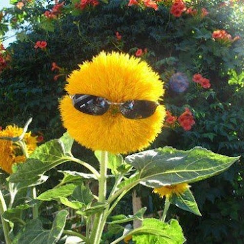 incognito minds - acht pfoten im sand  / FD