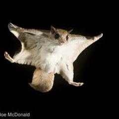 Im fly