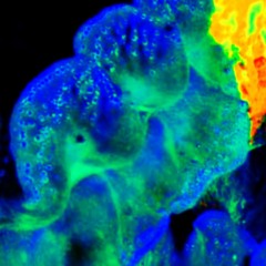 Improv Jams from C.T.U