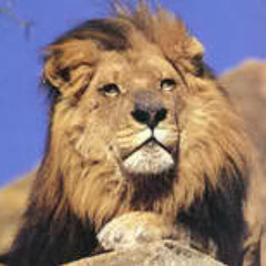 "Lions Faith" live with Awhai Vibration at Farmer and the Cook