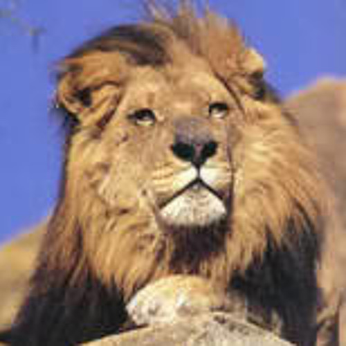 "Lions Faith" live with Awhai Vibration at Farmer and the Cook