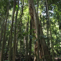 Rainforest Stream
