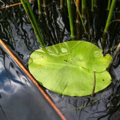 Leaf of Waterlily