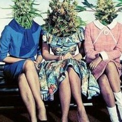 Stoner Chick #Roach #THC #TheHighCrew