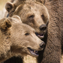 Grju п/у Giacomo - K