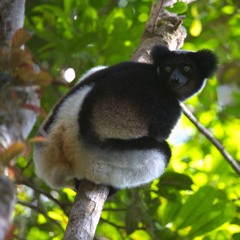 Indri Lemurs in the Andasibe National Park, Madagascar