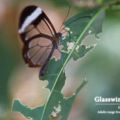 Glasswinged butterfly - Greta oto (vimeo link)